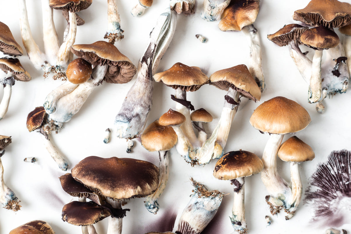 Microdosing and fungi: what do we know?